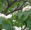 DSC02517.JPG