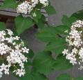 DSC02519.JPG