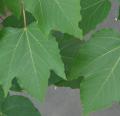 DSC02523.JPG
