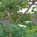DSC00952