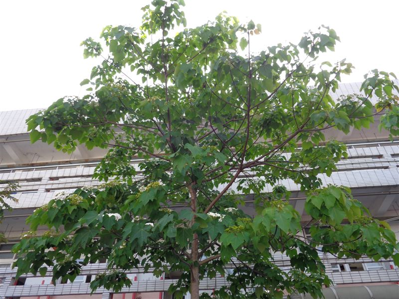 DSC00954