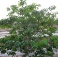 DSC00954
