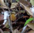 DSC02935.JPG
