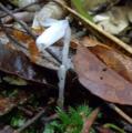 DSC02943.JPG