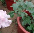 DSC02851.JPG