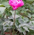 DSC02855.JPG