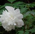 DSC02868.JPG