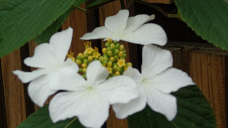 DSC02870.JPG