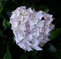 DSC02906.JPG