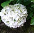 DSC02907.JPG