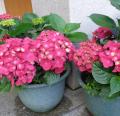 DSC02916.JPG