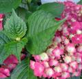 DSC02917.JPG