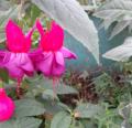 DSC02856.JPG