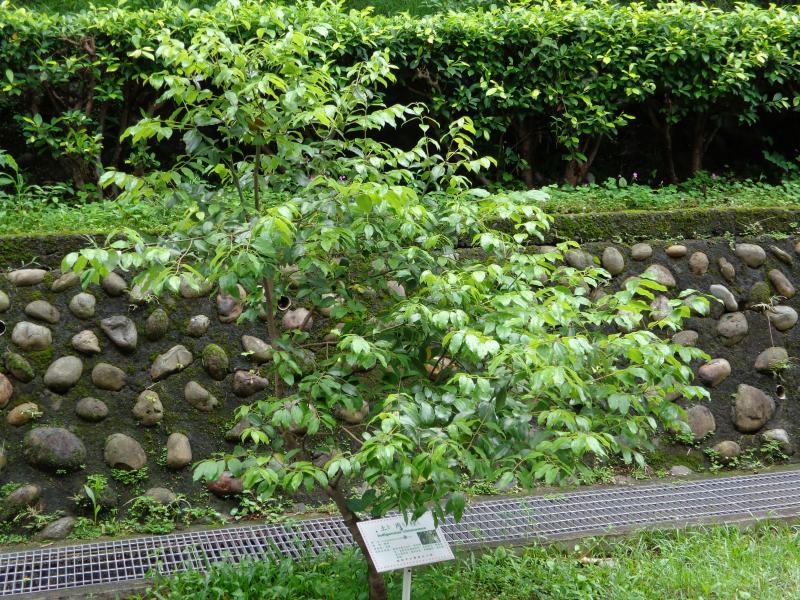 大鵬展翅之姿。