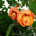 DSC04652.JPG