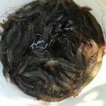 阿姨的蝦子已經有一半進入我們的五臟廟了
