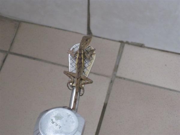 不仔細看會看不出來，希望沒人被嚇到