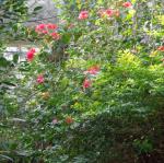 DSC02514