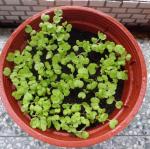 植物成長紀錄part1
