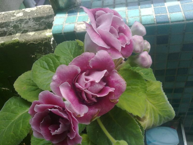 20120530387
