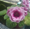 20120530389