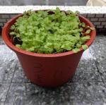 植物成長紀錄part2