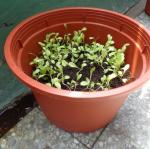 三愛蔬菜種植二