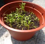 三愛蔬菜種植三