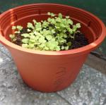 三愛蔬菜種植四