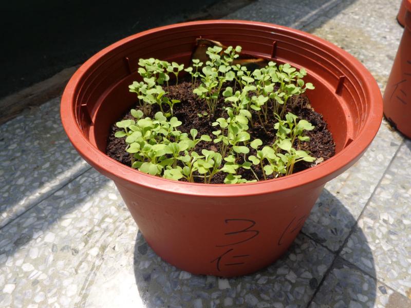 三仁蔬菜種植一