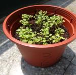三仁蔬菜種植一