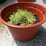 三仁蔬菜種植二