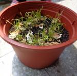 三仁蔬菜種植四