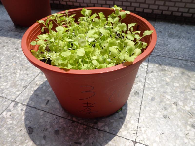 三孝蔬菜種植一