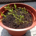 三孝蔬菜種植二