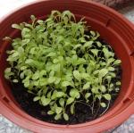 三孝蔬菜種植四