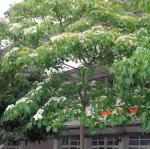 DSC04797.JPG