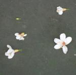DSC04799.JPG