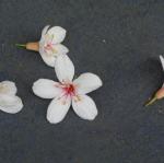 DSC01703.JPG