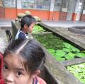 20120611認識水生植物