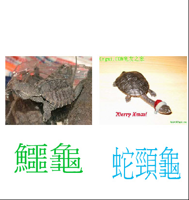 龜-1-4326.JPG