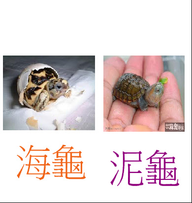 龜-2--4326.JPG