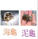 龜-2--4326.JPG