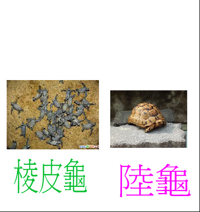 龜-3-4326.JPG