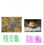 龜-3-4326.JPG