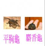 龜-4-4326.JPG