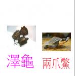 龜-5-4326.JPG