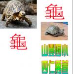 龜-封面-4326.JPG