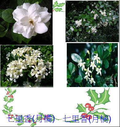s23-4324-植物4324亮亮.JPG