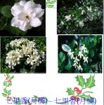 s23-4324-植物4324亮亮.JPG
